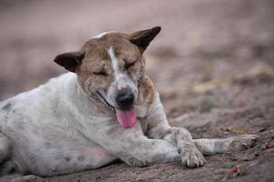 sem teto cachorro com Está sorrir foto