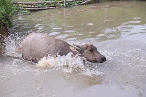 búfalo é jogando água, Tailândia foto