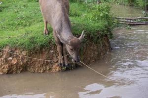 búfalo é jogando água, Tailândia foto