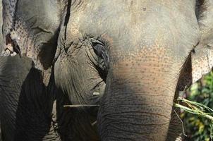 ásia elefante dentro a selva foto