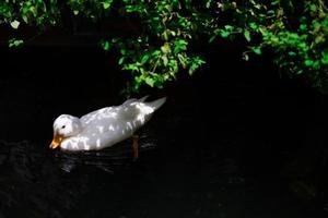 branco Pato dentro a lagoa foto