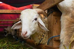 bode ou Cordeiro kambing qurban dentro animal mercados para preparar sacrifícios em eid al adha, idul adha, idul qurban. foto