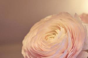 uma flor de ranúnculo rosa com um fundo desfocado foto