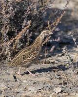 comum Codorna ou coturnix coturnix ou europeu Codorna observado dentro correu do kutch foto