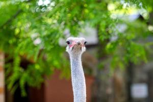 comum avestruz pássaro cabeça topo Visão fechar-se com natureza fundo. foto
