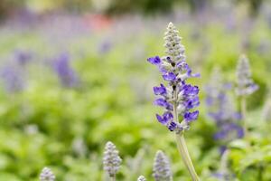 lindo roxa samambaia folha lavanda flores foto