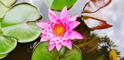 topo Visão do lindo Rosa lótus florescendo com verde folhas em água jardim e cópia de espaço. beleza do natureza e suave lírio flor conceito foto