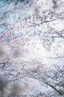 japonês sakura cereja flores contra azul céu foto