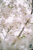 japonês sakura cereja flores contra azul céu foto