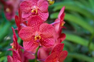 lindo vermelho orquídea foto