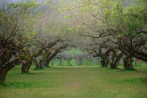 japonês Damasco árvore jardim foto