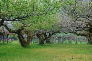 japonês Damasco árvore jardim foto