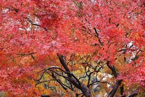 árvore de bordo vermelho foto