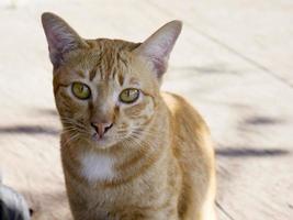 close up retrato de um gato laranja foto