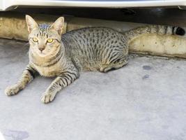 o gato está deitado no chão de concreto fora da casa foto