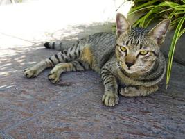 gato deitado do lado de fora foto