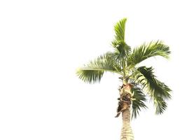 palmeira isolada no fundo branco foto