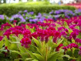 flor rosa em forma de crista ou celosia argentea no jardim foto