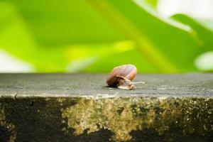 caracol uva rastejante foto