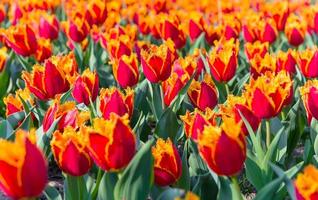 tulipa. lindo ramalhete do tulipas. colorida tulipas. foto
