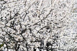 branco sakura flor ou cereja flores foto