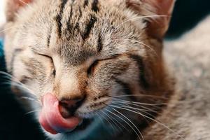 gato preguiçoso bocejando