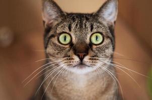 fofa gato encarando com verde olhos foto