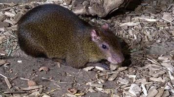 agouti de azara dasyprocta azarae é uma espécie de cutia sul-americana da família dasyproctidae. foto