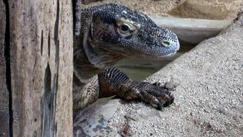 venenoso frisado lagarto. helodermia horrível foto