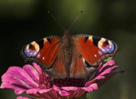 europeu pavão borboleta em zínia flor foto