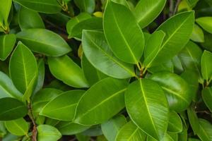 verde banyan folha atirar, topo Visão foto, natureza fundo foto