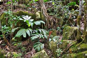 copolia trilha, pequeno ladrão plam árvores e pedras com musgos, mahe seychelles. foto