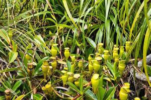 copolia trilha jarro plantas, endêmico para a Seychelles, mahe seychelles foto