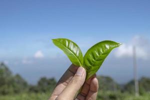 homem segurando verde chá folha em a chá jardim quando colheita temporada. a foto é adequado para usar para industrial fundo, natureza poster e natureza conteúdo meios de comunicação.