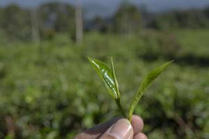 homem segurando verde chá folha em a chá jardim quando colheita temporada. a foto é adequado para usar para industrial fundo, natureza poster e natureza conteúdo meios de comunicação.