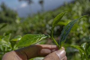 homem segurando verde chá folha em a chá jardim quando colheita temporada. a foto é adequado para usar para industrial fundo, natureza poster e natureza conteúdo meios de comunicação.