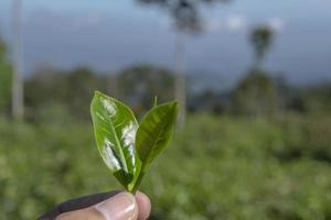 homem segurando verde chá folha em a chá jardim quando colheita temporada. a foto é adequado para usar para industrial fundo, natureza poster e natureza conteúdo meios de comunicação.