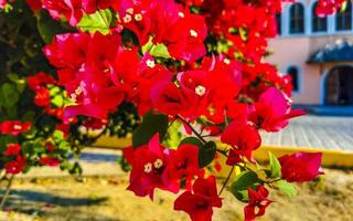 buganvílias Rosa vermelho flores flores dentro porto escondido México. foto