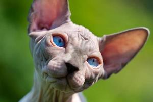 fechar-se Visão do sphynx Calvo gato do azul vison e branco cor olhando longe com triste azul olhos foto