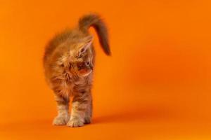 pequeno gatinha do maine felpudo do cor vermelho clássico malhado em pé com Está rabo acima em laranja fundo foto