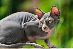 jovem azul e branco canadense esfinge gato deitado em de madeira Pranchas dentro Parque infantil em ensolarado verão dia foto