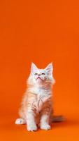 de raça pura pequeno gato com lindo peludo vermelho prata pele sentado com cabeça acima em laranja fundo foto