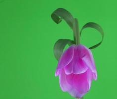 tulipa flor . arco em direção a para você com enrolado folhas foto