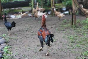 uma grupo do patos e frango olhando para Comida foto