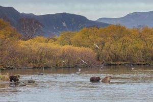 urso marrom kamchatka foto