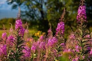 Visão do uma campo com onagraceae floresta flores, seletivo foco foto