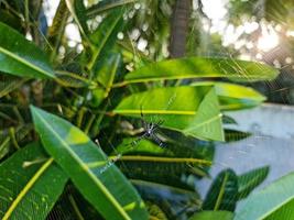 oito de pernas criatura foto