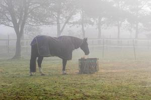 cavalo pastar feno em uma frio nebuloso manhã foto
