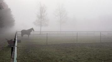 cavalo em pé dentro a névoa às a piquetes foto