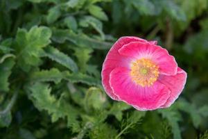 lindo Rosa papoula flor foto